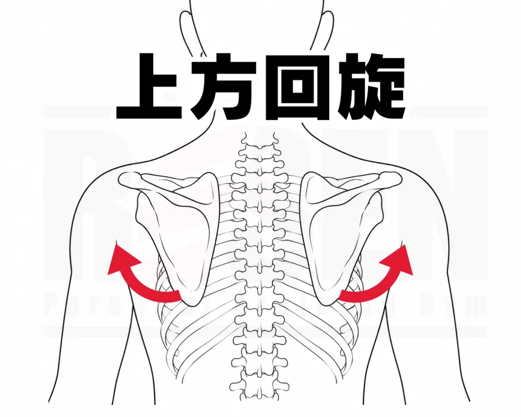 肩甲骨上方回旋のイラスト