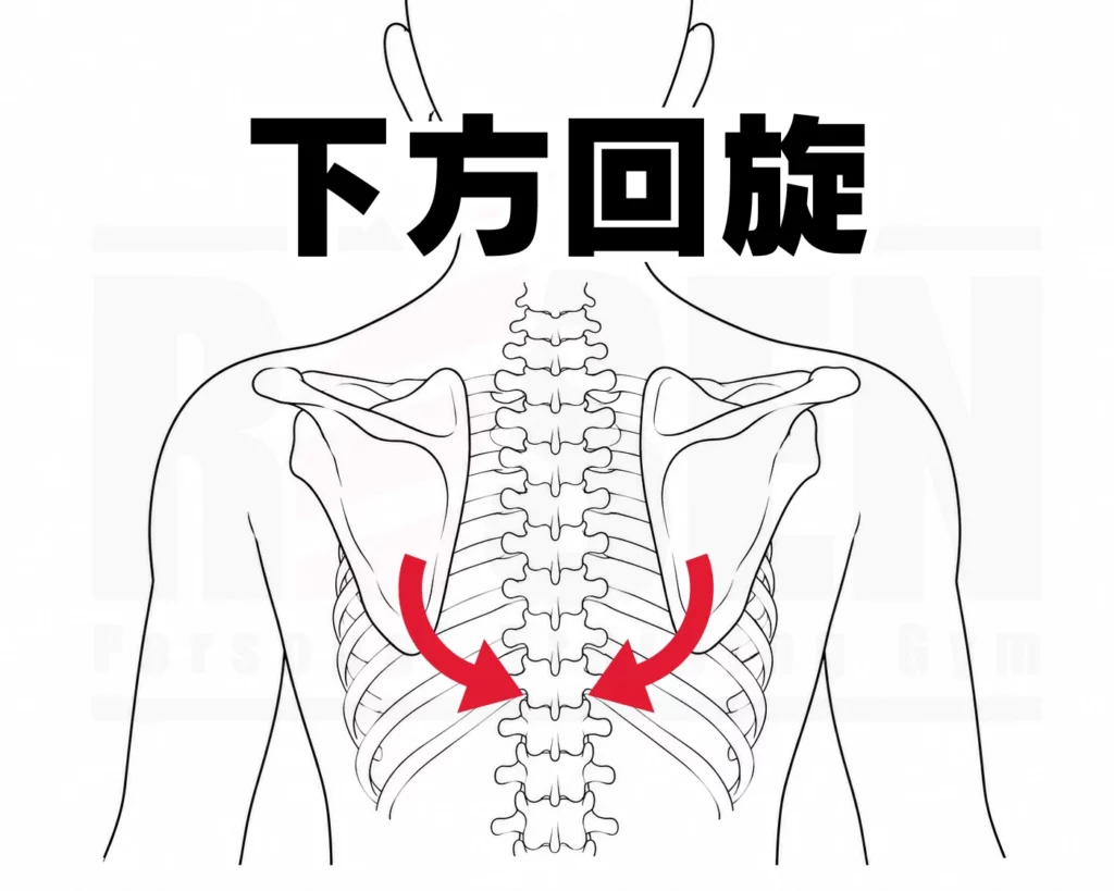 肩甲骨下方回旋のイラスト